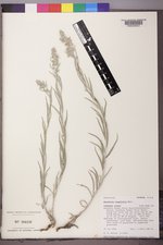 Artemisia longifolia image