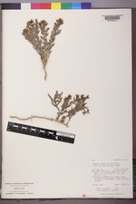 Comandra umbellata subsp. pallida image