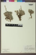 Artemisia pedatifida image