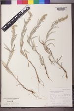 Artemisia ludoviciana var. ludoviciana image