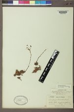 Saxifraga bronchialis image