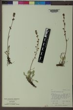 Artemisia scopulorum image