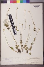 Parnassia palustris var. palustris image