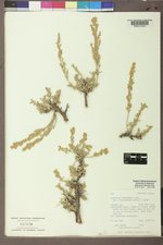 Artemisia tridentata subsp. wyomingensis image