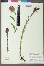 Castilleja miniata var. miniata image