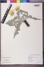 Balsamorhiza incana image