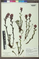 Castilleja rhexiifolia image