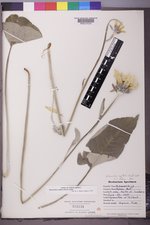 Balsamorhiza sagittata image