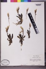 Chionophila jamesii image