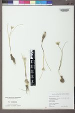 Allium textile image