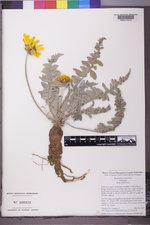 Balsamorhiza incana image