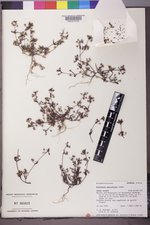 Collinsia parviflora image