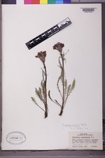 Pedicularis cystopteridifolia image