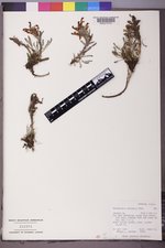 Pedicularis pulchella image
