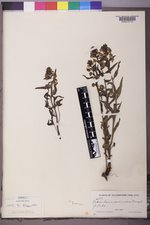 Pedicularis racemosa image