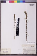 Orthocarpus luteus image