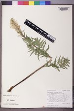 Pedicularis bracteosa var. paysoniana image
