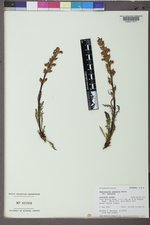 Pedicularis contorta var. contorta image