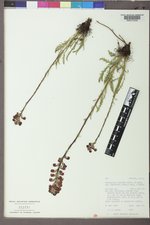 Pedicularis contorta var. ctenophora image