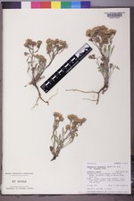 Chaenactis douglasii var. douglasii image