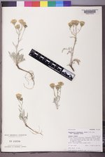 Chaenactis douglasii image