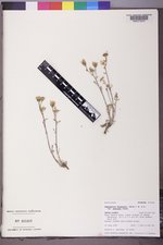 Chaenactis douglasii var. douglasii image