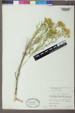 Chrysothamnus viscidiflorus var. viscidiflorus image
