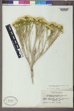 Chrysothamnus viscidiflorus var. viscidiflorus image