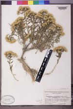 Chrysothamnus viscidiflorus subsp. lanceolatus image