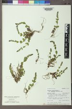 Veronica serpyllifolia subsp. humifusa image