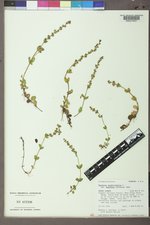 Veronica serpyllifolia subsp. humifusa image