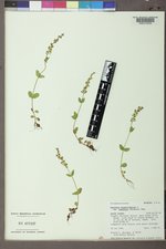 Veronica serpyllifolia subsp. humifusa image