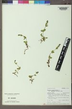 Veronica serpyllifolia subsp. humifusa image