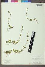 Veronica serpyllifolia subsp. humifusa image