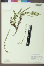 Veronica serpyllifolia subsp. humifusa image