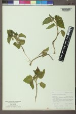 Physalis heterophylla var. heterophylla image