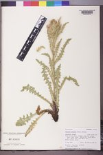 Cirsium eatonii image