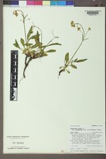 Valeriana dioica image
