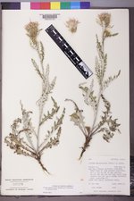 Cirsium pulcherrimum var. pulcherrimum image