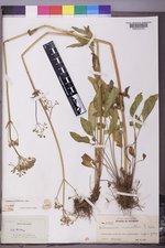 Valeriana occidentalis image