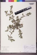 Verbena bracteata image