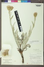 Cirsium pulcherrimum var. aridum image