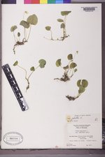 Viola palustris image