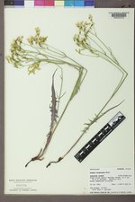 Crepis acuminata image
