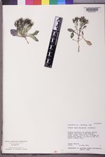 Crepis nana image