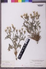 Crepis occidentalis subsp. costata image