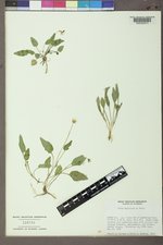 Viola vallicola image