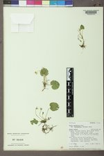 Viola renifolia var. brainerdii image