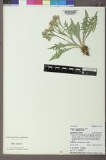 Crepis occidentalis subsp. costata image