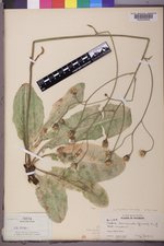 Crepis runcinata var. hispidulosa image